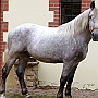 Spanish Norman Horse 1 (3)
